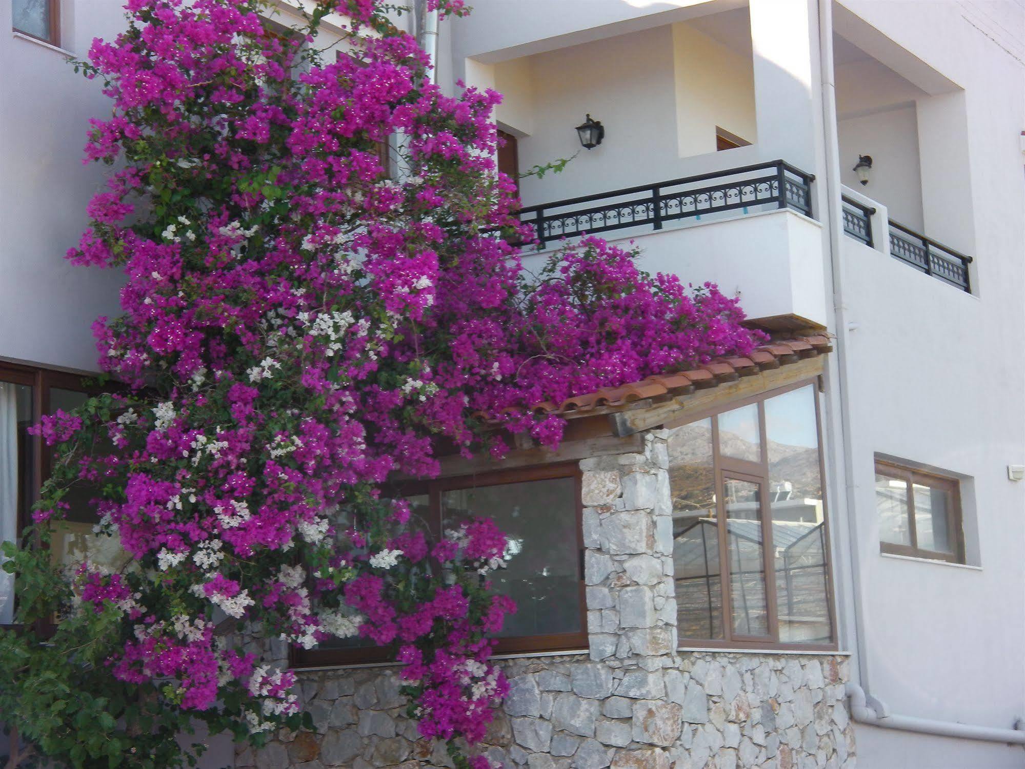 Viena Rooms & Apartments Palaiochora Exterior photo